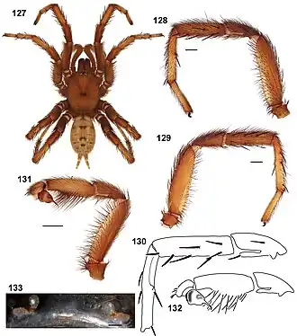 Aptostichus asmodaeus