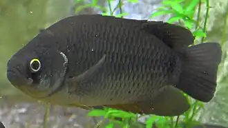 Ctenopoma kingsleyae