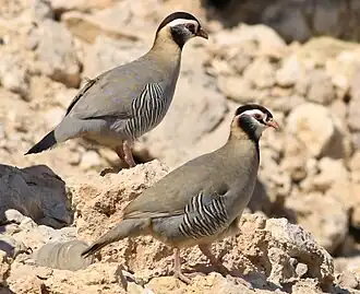 Arabische steenpatrijs