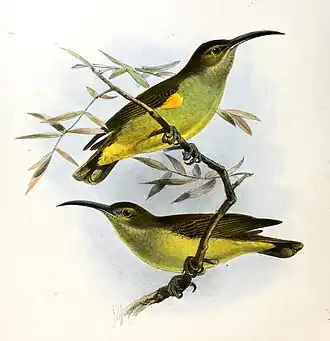 Diksnavelspinnenjager