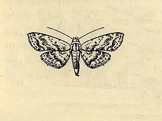 Araeopteron acidalica