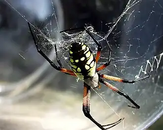 Argiope aurantia