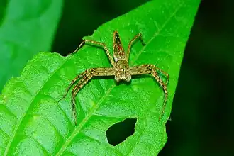 Hamadruas sikkimensis