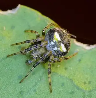Araneus triangulus