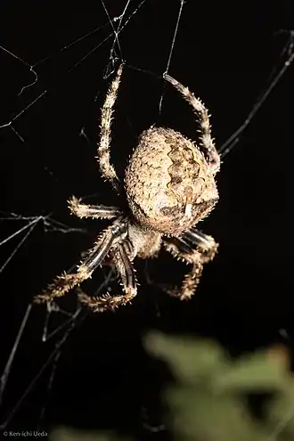 Araneus andrewsi