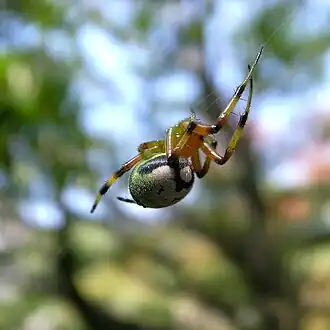 Araneus mitificus