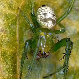 Araneus praesignis