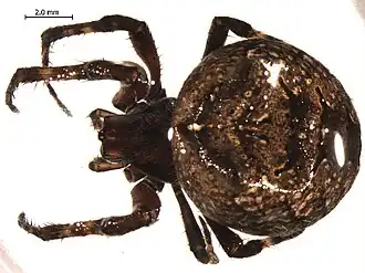 Araneus saevus