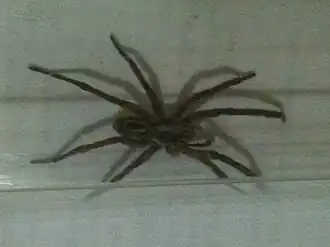 Lycosa erythrognatha