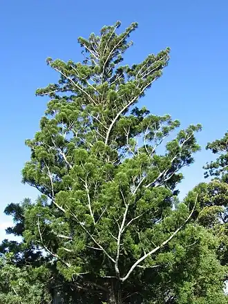 Araucaria cunninghamii