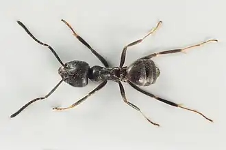 Westmediterraan draaigatje