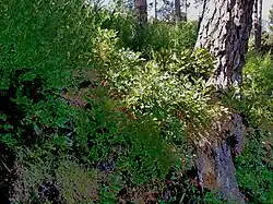 Aardbeiboom op Corsica