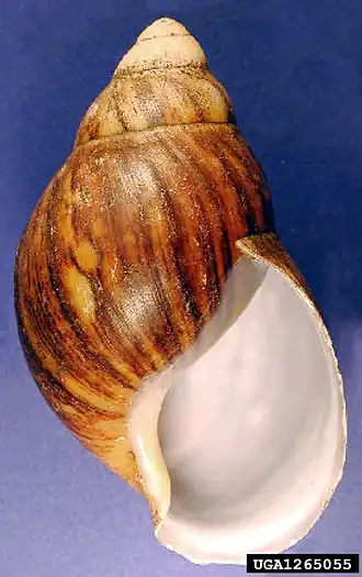 Archachatina marginata