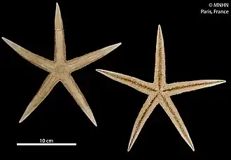 Archaster angulatus