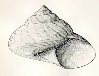 Archiminolia oleacea