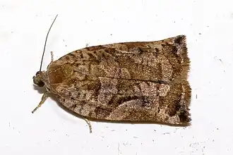 Fraaie dennenbladroller