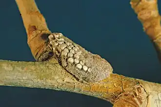 Archips cerasivorana