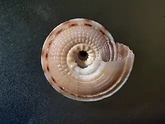 Architectonica consobrina