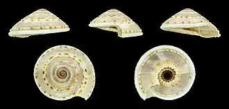 Architectonica perdix