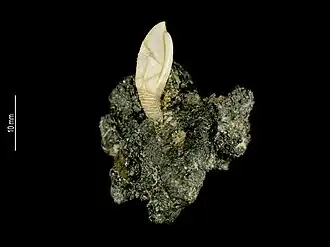 Arcoscalpellum incisum