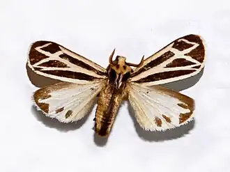 Apantesis nais
