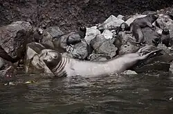 Zeeolifanten van Isla Guadalupe