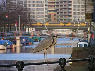 Witte Katbrug in de Kattenburgervaart