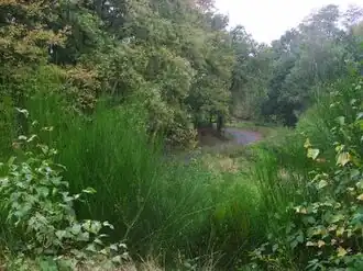 weggetje door de Arenborgdel