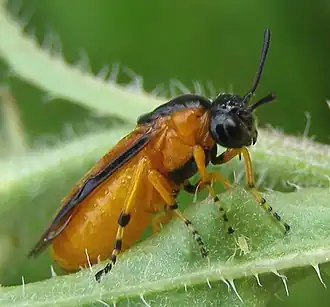 Gele rozenbladwesp