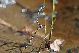 Argia bipunctulata