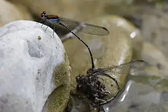 Argia cuprea