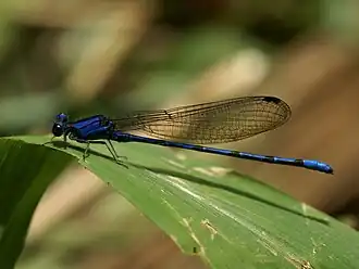 Argia extranea