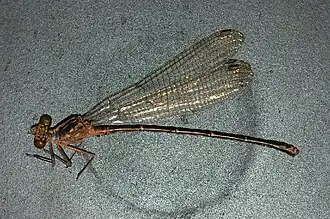Argia funcki