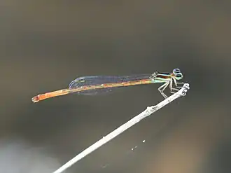 Argiocnemis rubescens