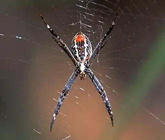 Argiope radon
