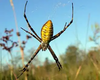 Argiope trifasciata