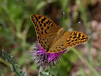 Argynnis pandoraKardinaalsmantel