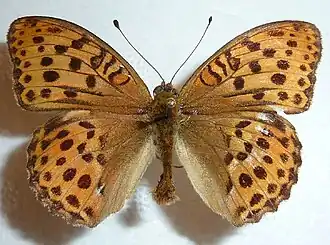 Argynnis laodiceTsarenmantel
