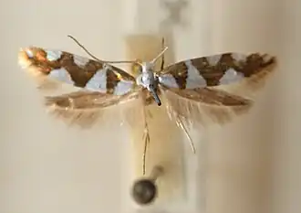 Argyresthia brockeella