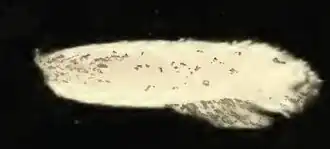 Argyresthia plicipunctella