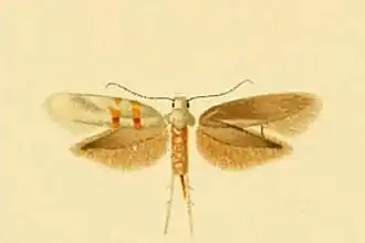 Argyresthia prenjella
