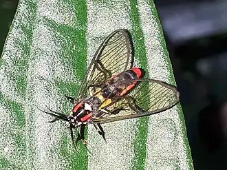Argyroeides braco