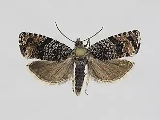 Argyroploce concretana