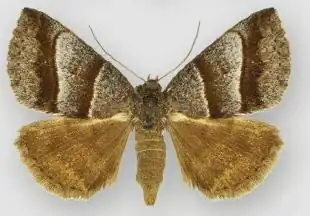 Argyrostrotis sylvarum