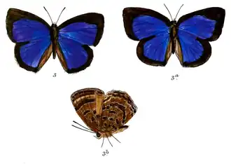 Arhopala adala