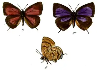 Arhopala alemon