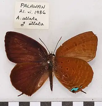 Arhopala allata