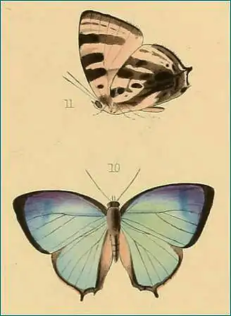 Arhopala strophe