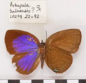 Arhopala baluensis