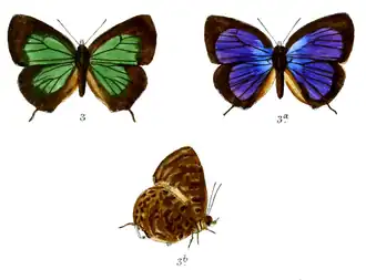 Arhopala basiviridis